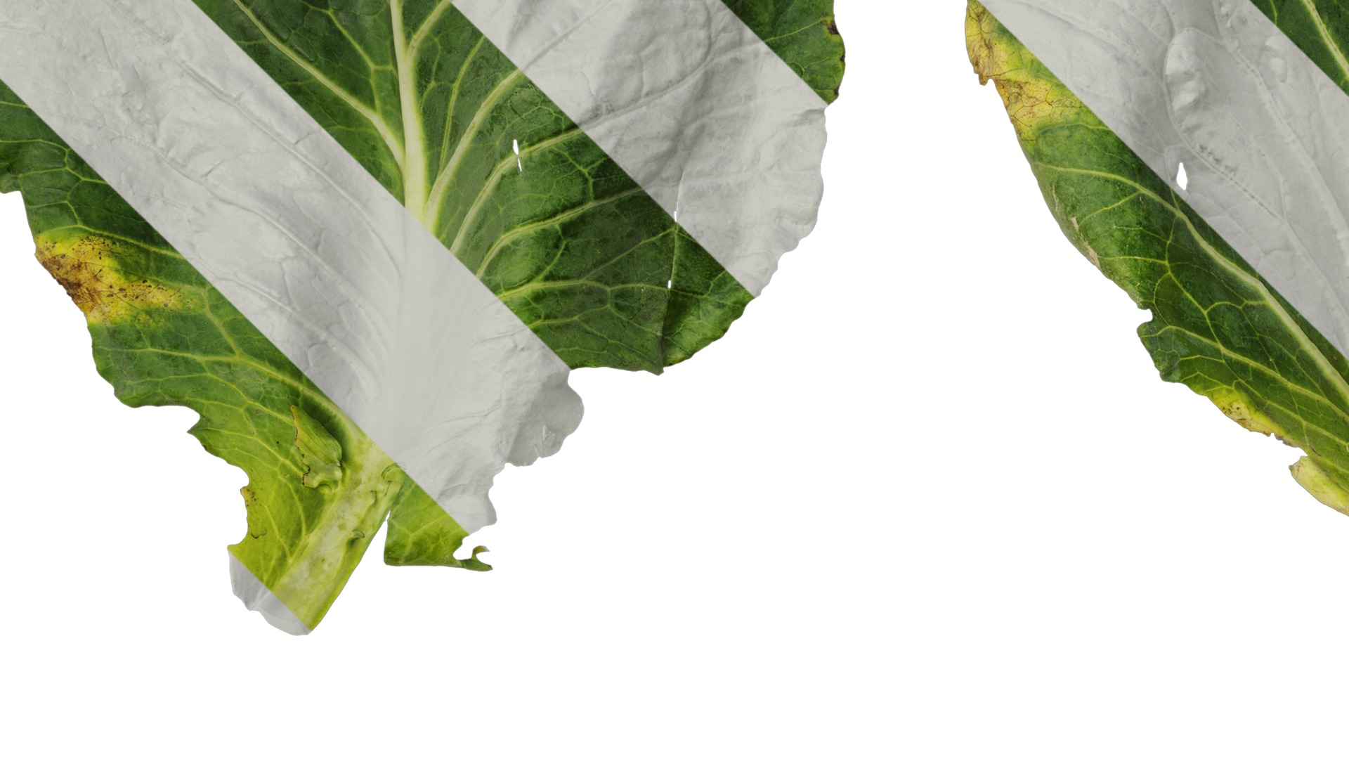 Anydrafts Brassica oleracea Leaf 01 F Texture_3