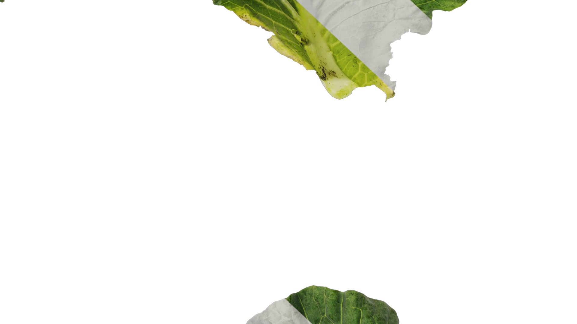 Anydrafts Brassica oleracea Leaf 01 F Texture_7