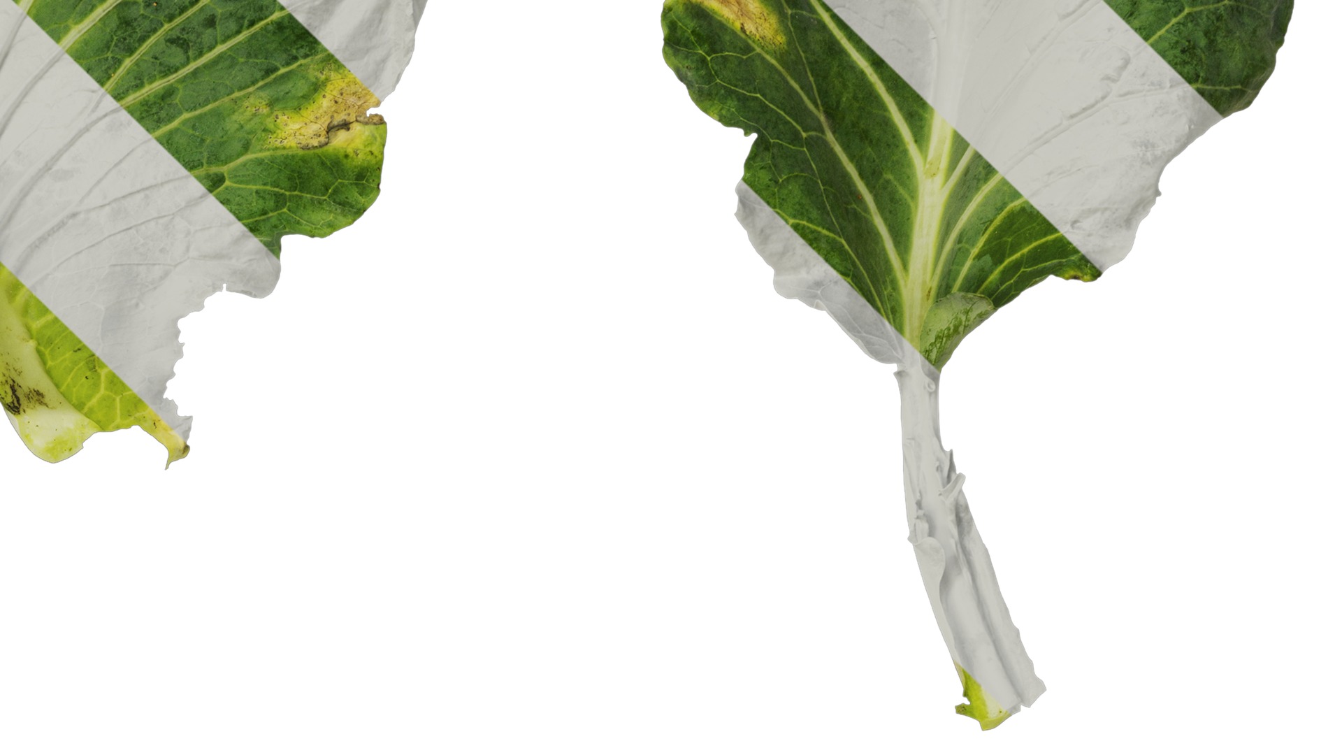 Anydrafts Brassica oleracea Leaf 01 F Texture_4