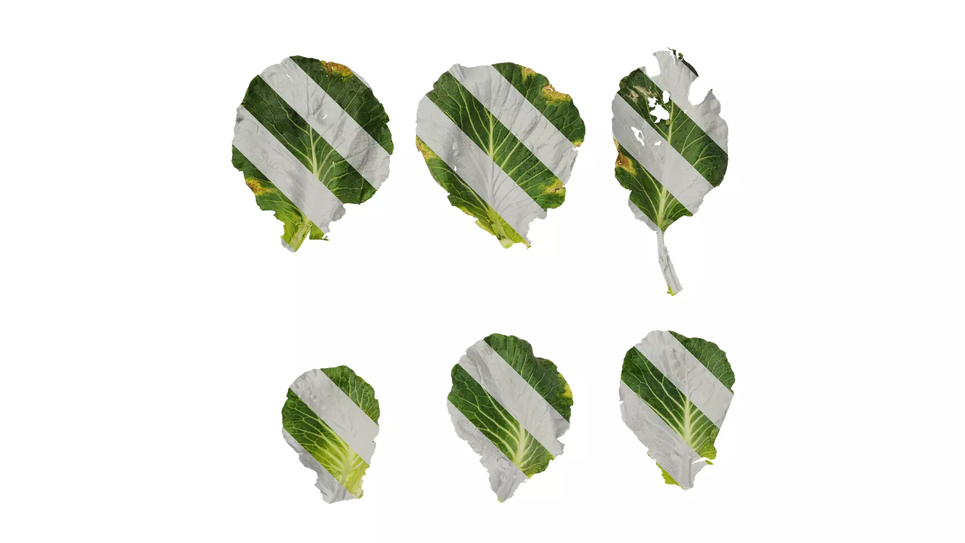 Anydrafts Brassica oleracea Leaf 01 F Texture_0