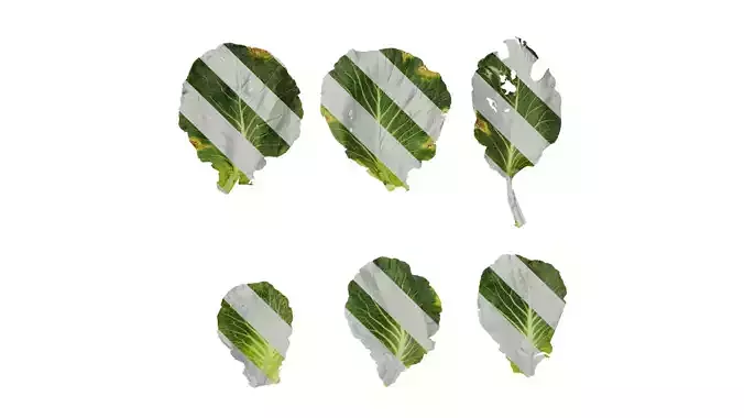 Anydrafts Brassica oleracea Leaf 01 F