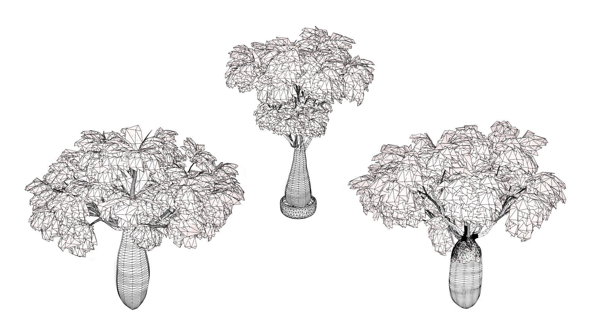 Australian Brachychiton Rupestris Low-poly 3D model_9