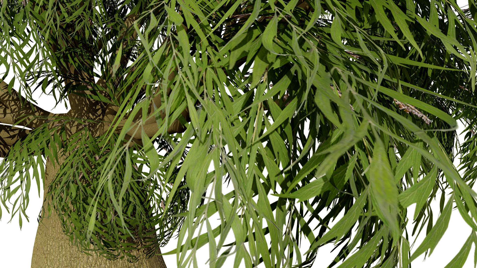 Australian Brachychiton Rupestris Low-poly 3D model_1