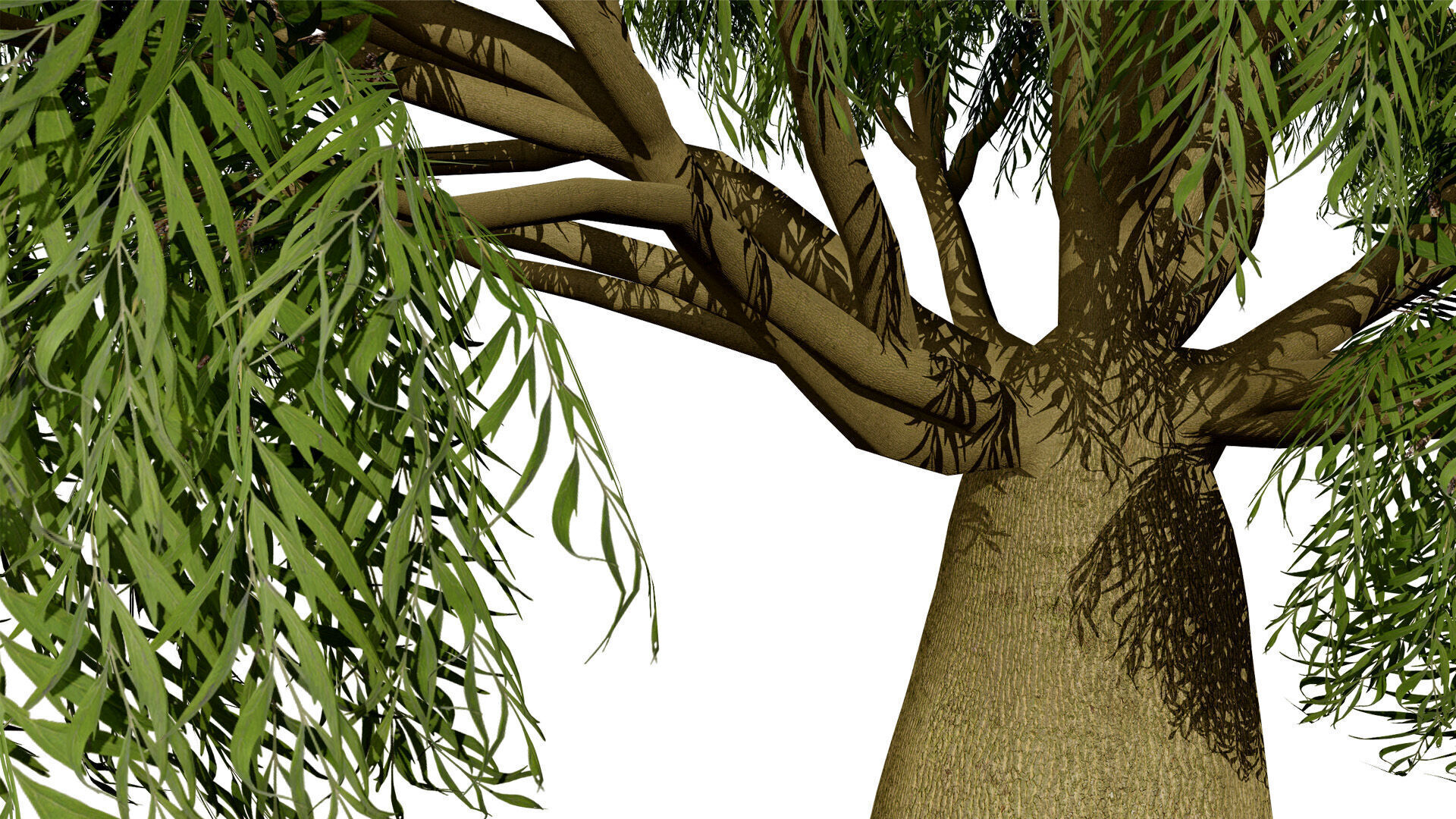 Australian Brachychiton Rupestris Low-poly 3D model_4