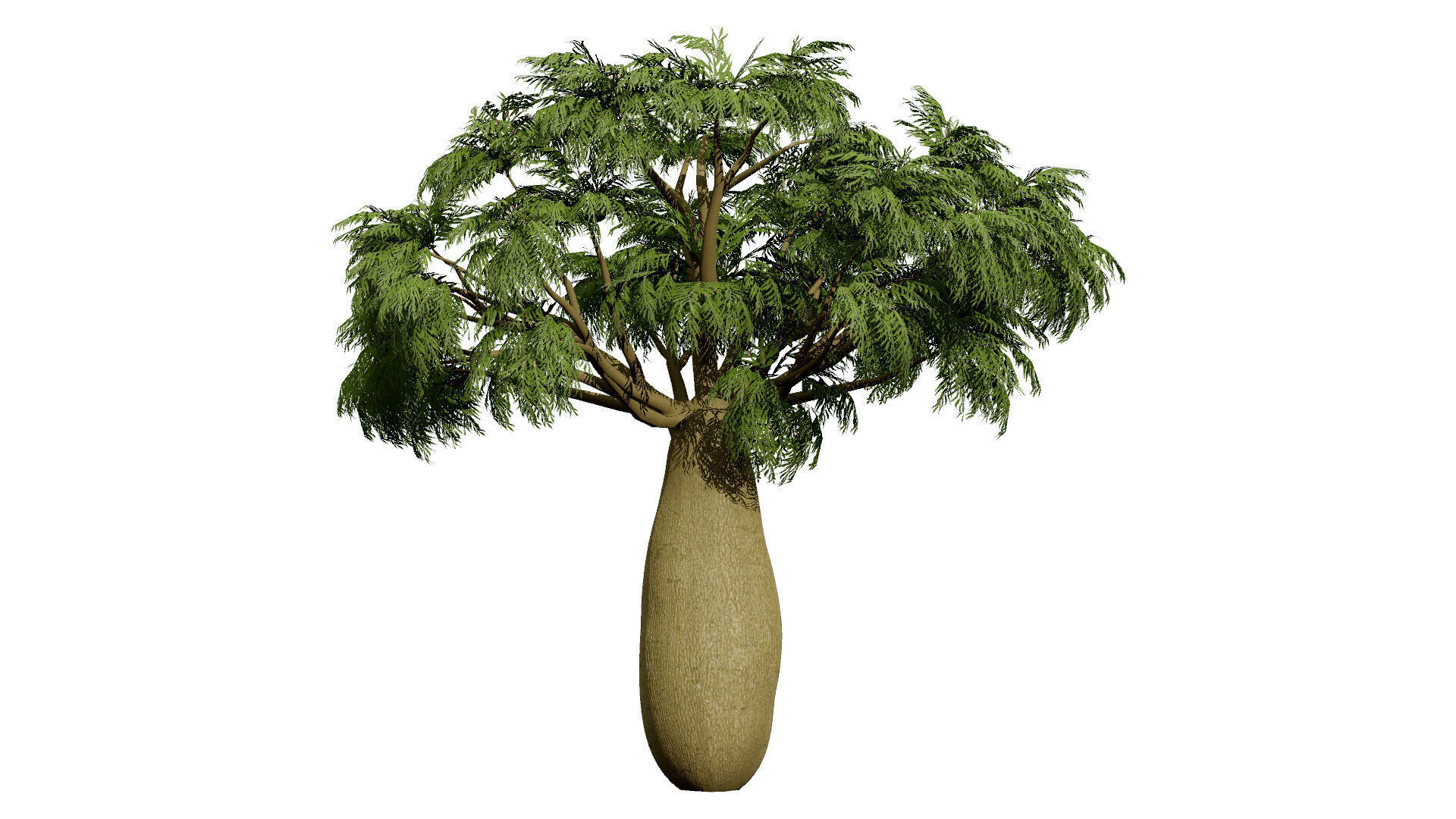 Australian Brachychiton Rupestris Low-poly 3D model_2