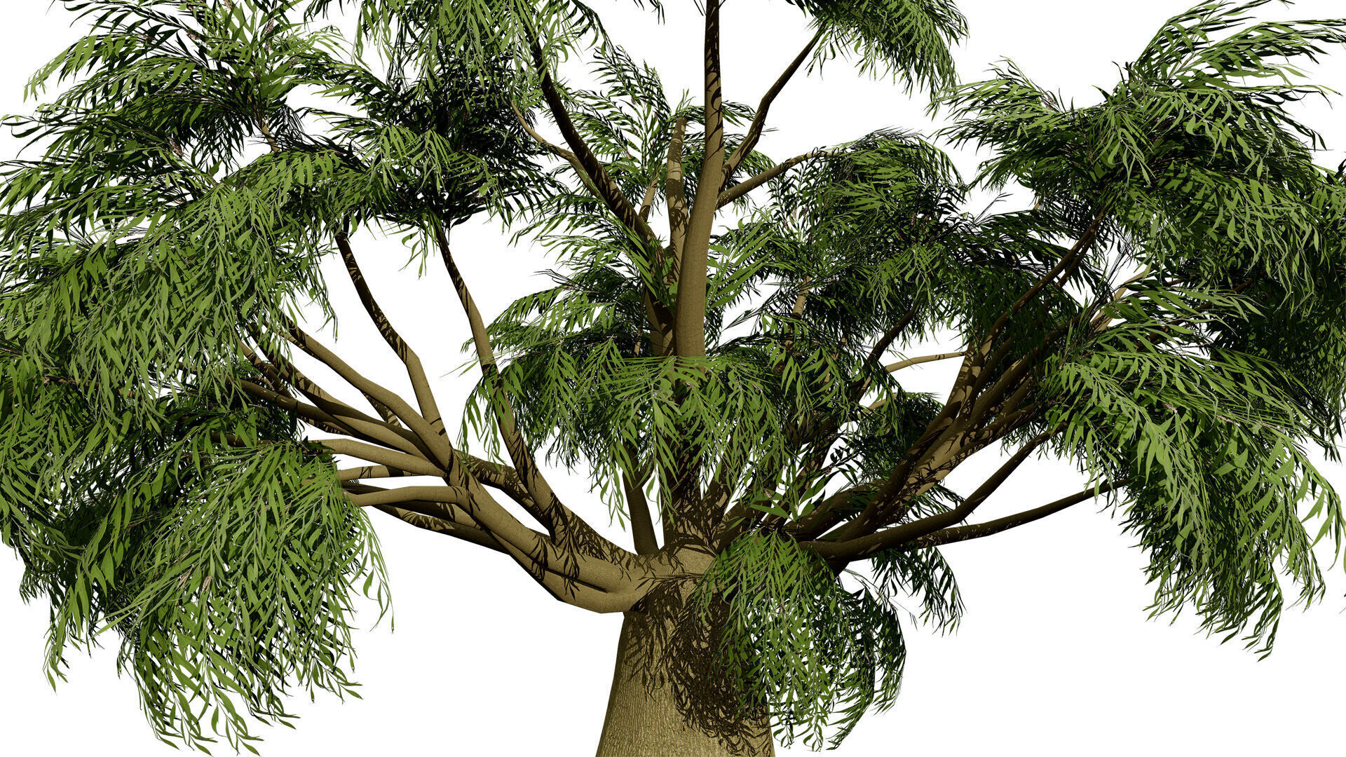 Australian Brachychiton Rupestris Low-poly 3D model_3