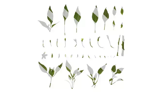 Anydrafts Capsicum annuum Atlas 01