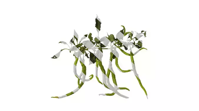 Anydrafts Capsicum annuum Atlas 09