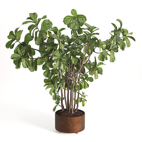 Fiddle Fig set16 3D model
