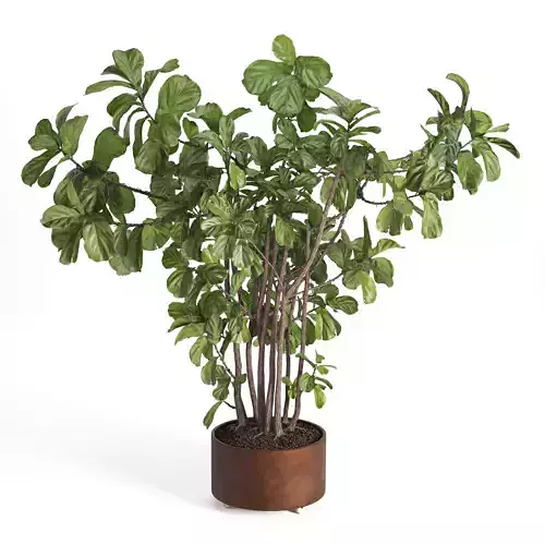 Fiddle Fig set16