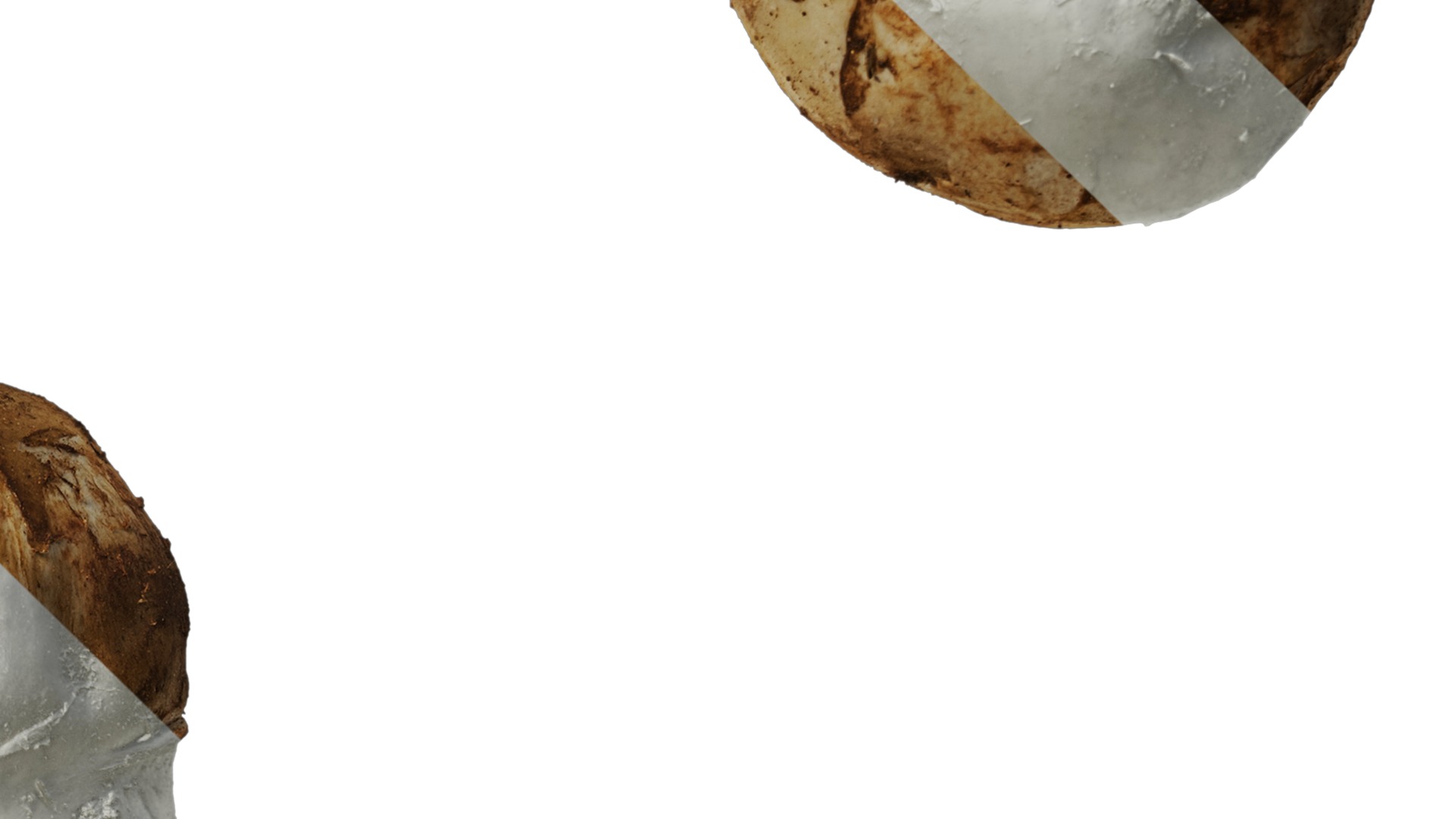 Anydrafts Catathelasma ventricosum Atlas 01 Texture_4