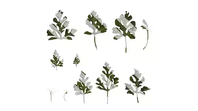 Anydrafts Citrullus lanatus Leaf 01