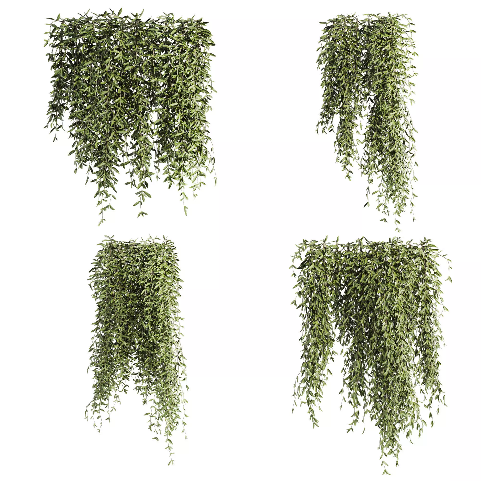 hanging plants 3D model_0