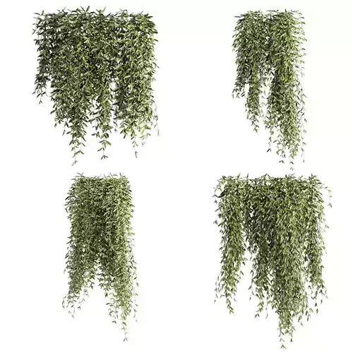 hanging plants