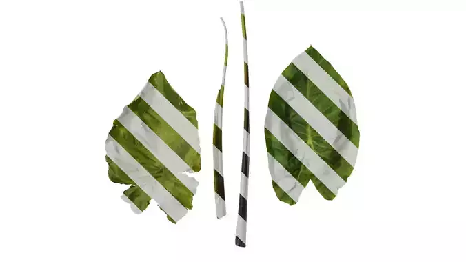 Anydrafts Colocasia esculenta Atlas 01