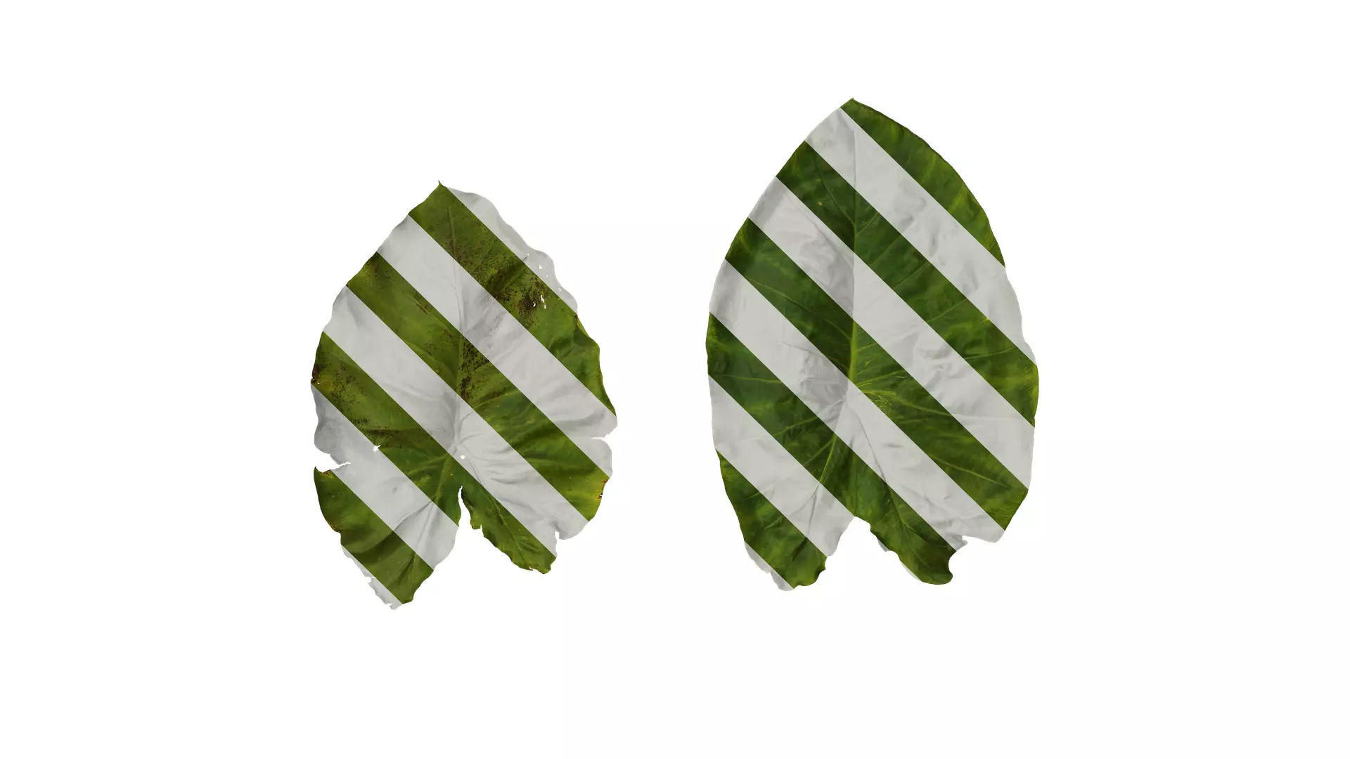 Anydrafts Colocasia esculenta Leaf 01 Texture