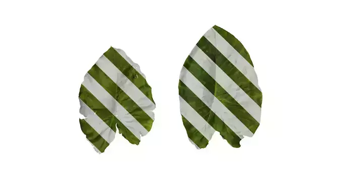 Anydrafts Colocasia esculenta Leaf 01