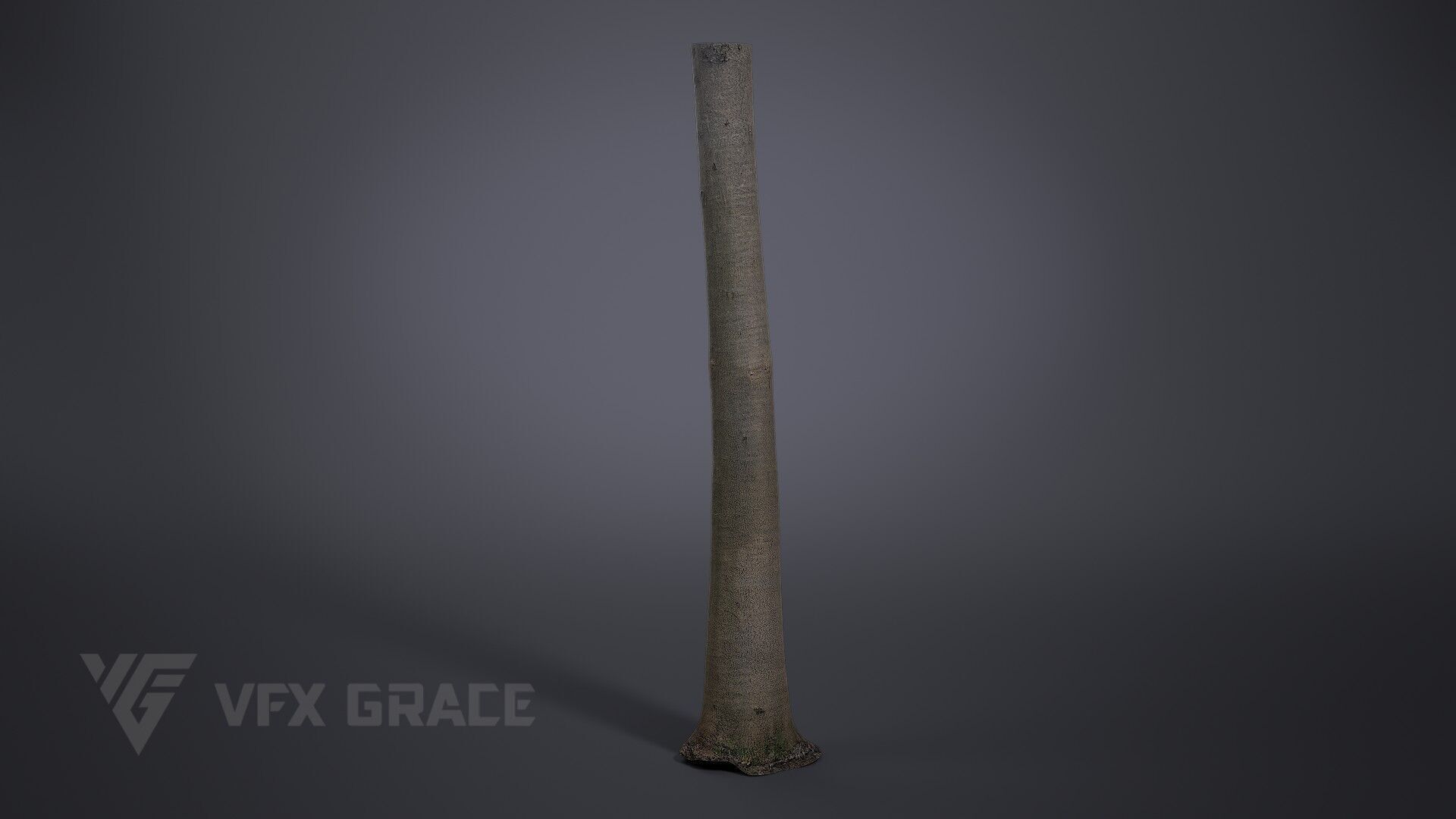 Albizia Tree 3D model_2