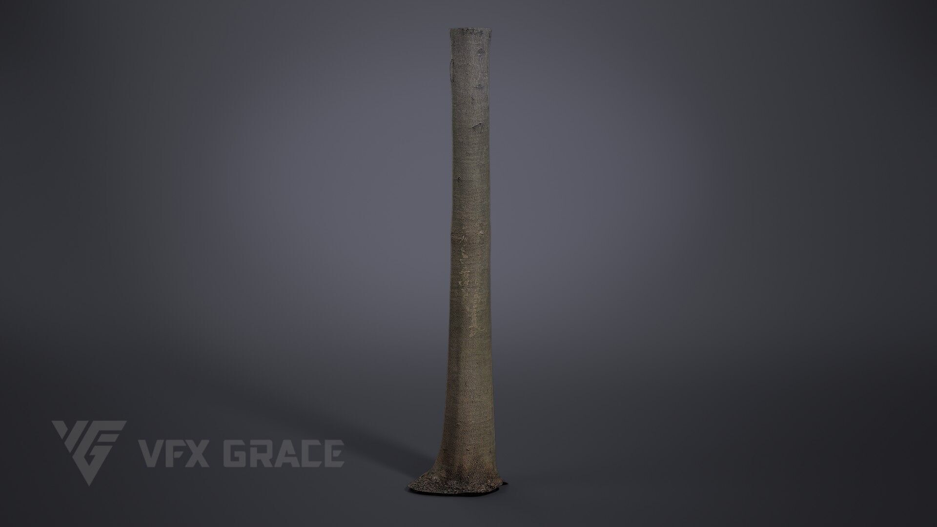 Albizia Tree 3D model_3