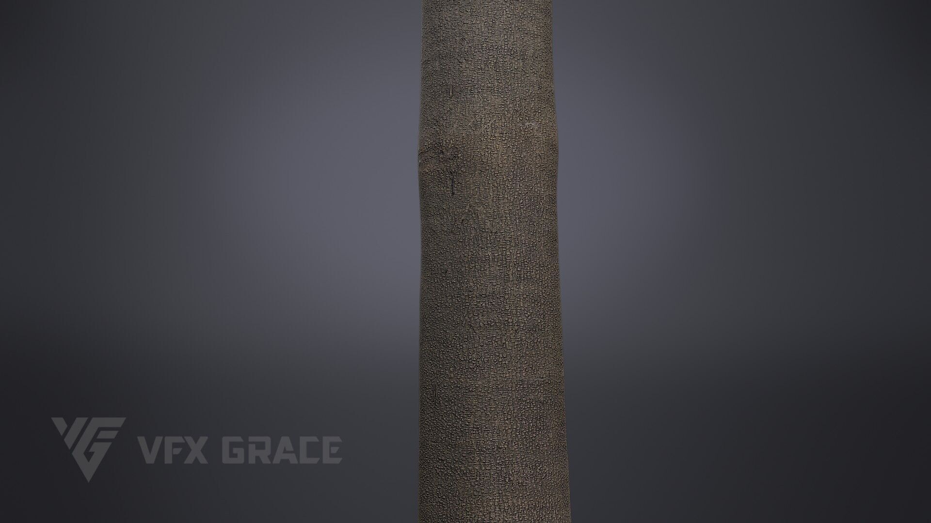 Albizia Tree 3D model_4