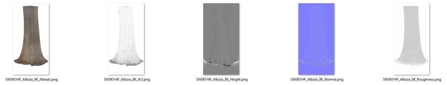 Albizia Tree 3D model_9