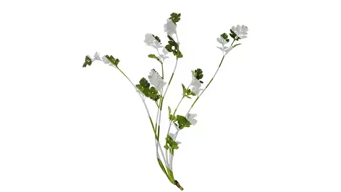 Anydrafts Coriandrum sativum Atlas 01