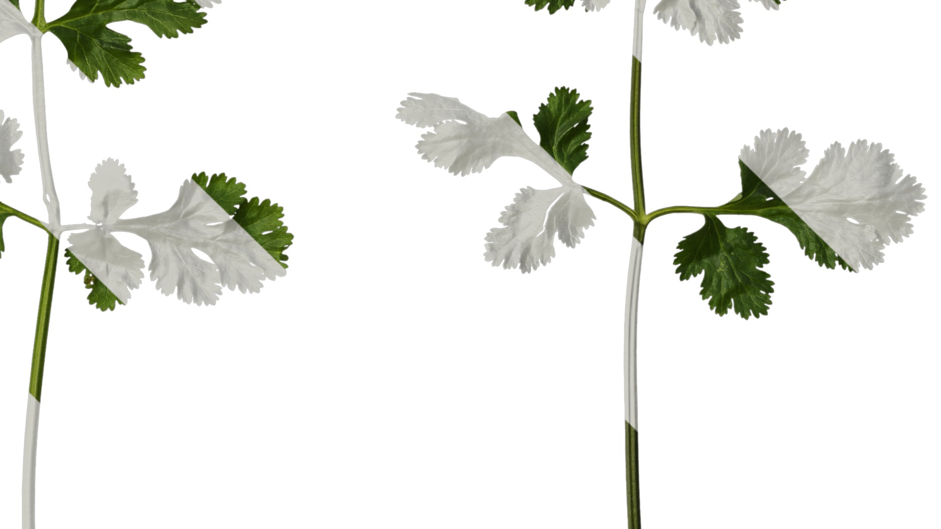 Anydrafts Coriandrum sativum Atlas 02 Texture_4