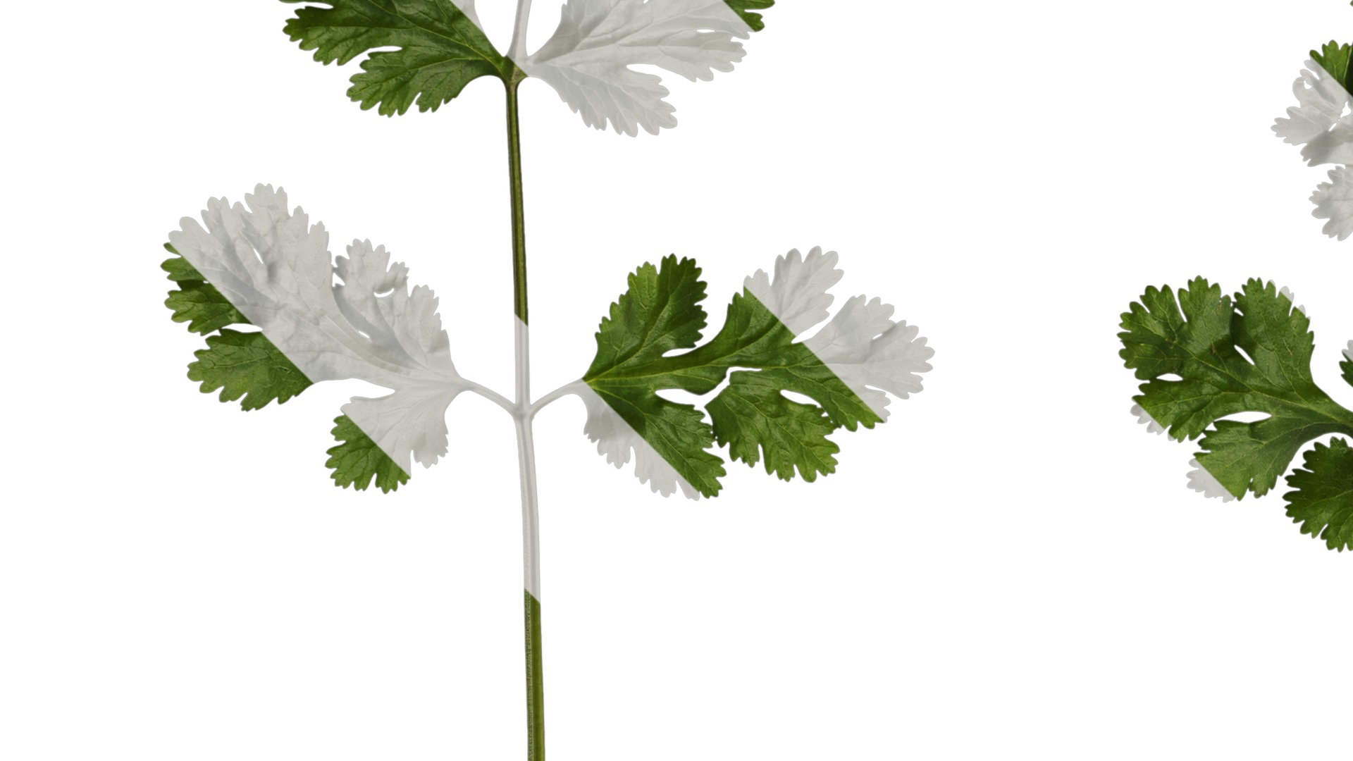 Anydrafts Coriandrum sativum Atlas 02 Texture_3