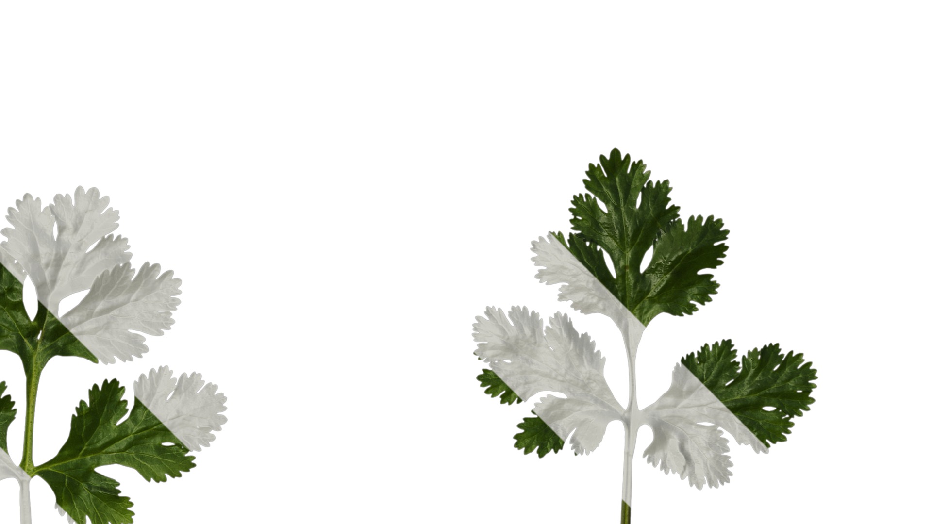 Anydrafts Coriandrum sativum Atlas 02 Texture_2