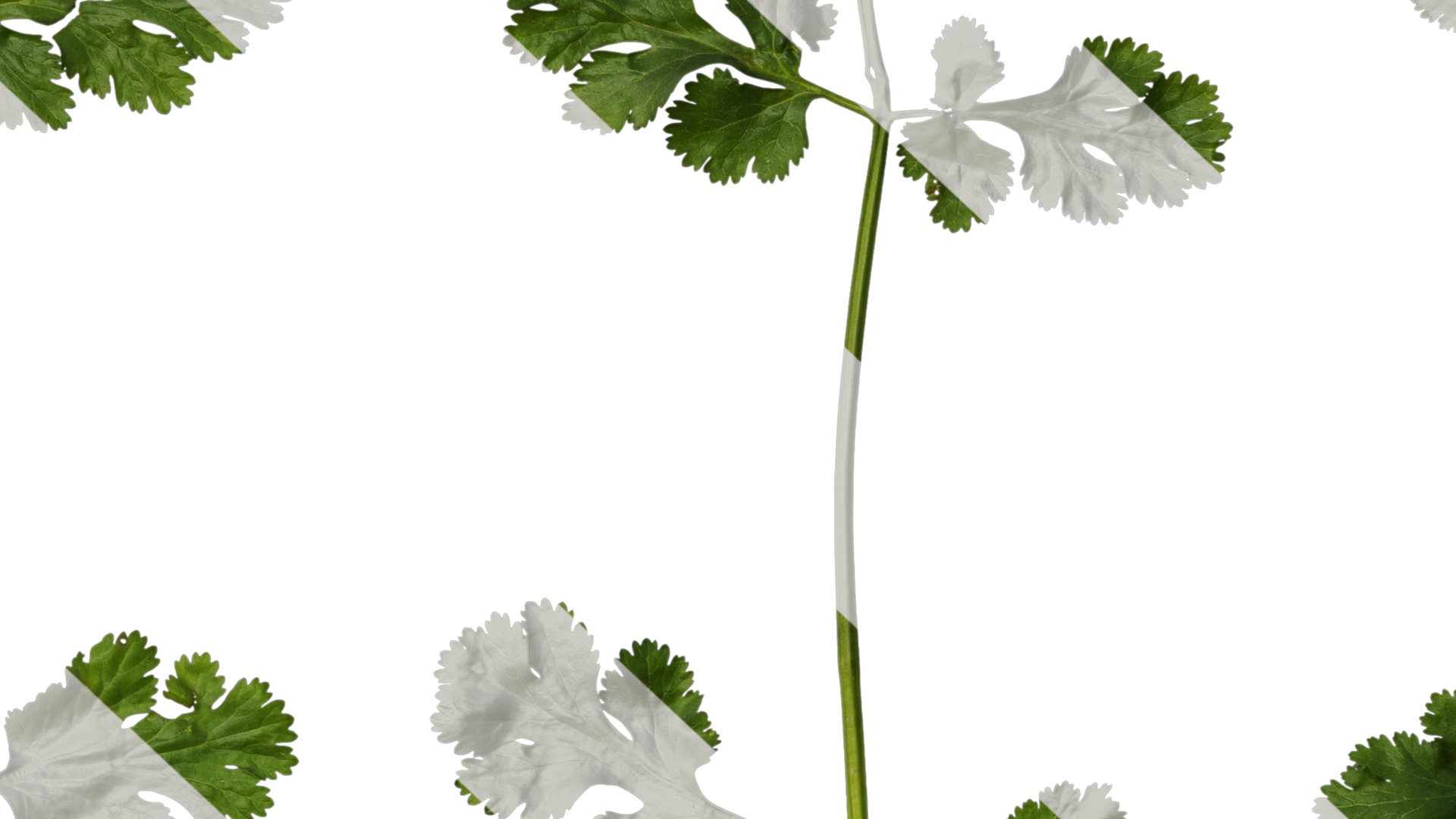 Anydrafts Coriandrum sativum Atlas 02 Texture_7