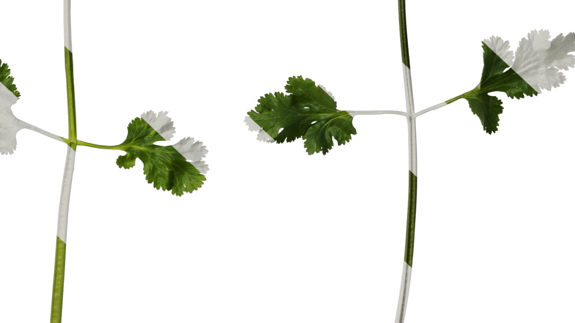 Anydrafts Coriandrum sativum Atlas 02 Texture_6