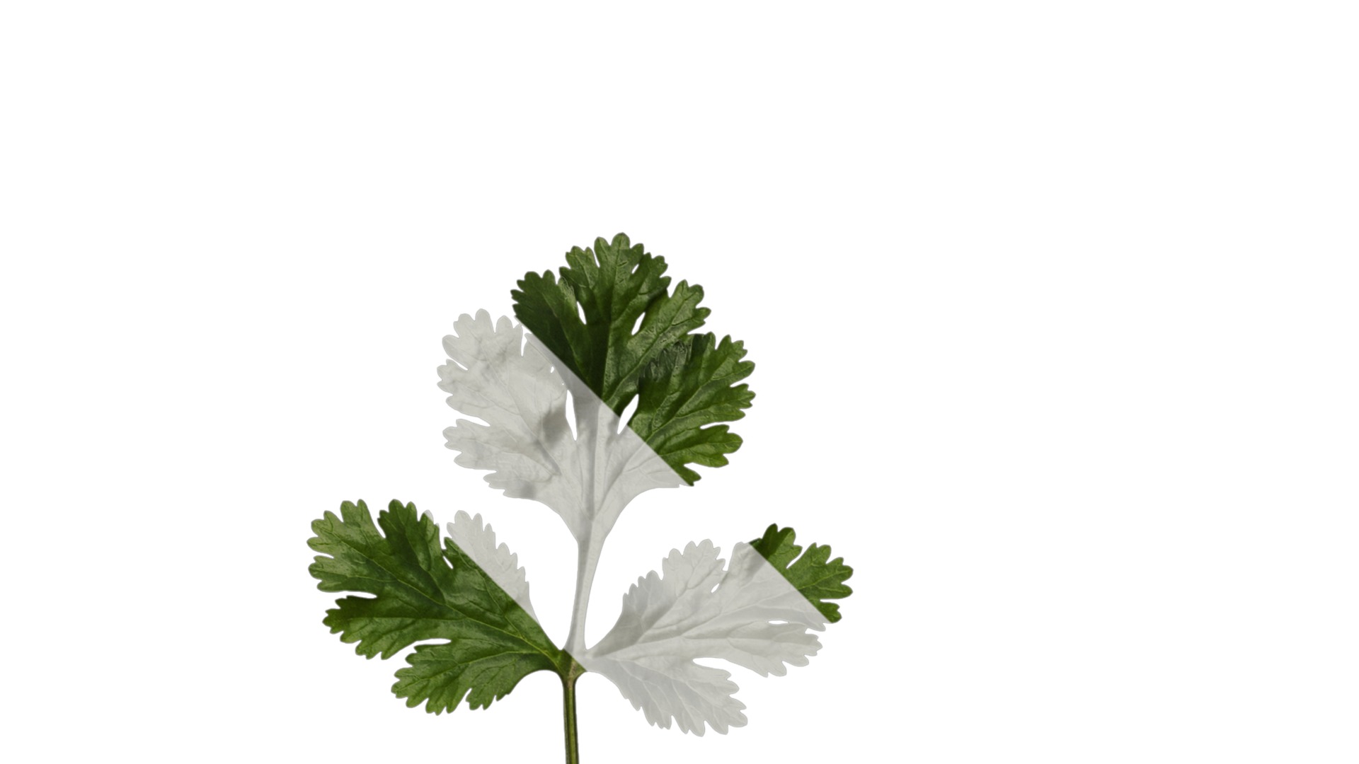 Anydrafts Coriandrum sativum Atlas 02 Texture_1