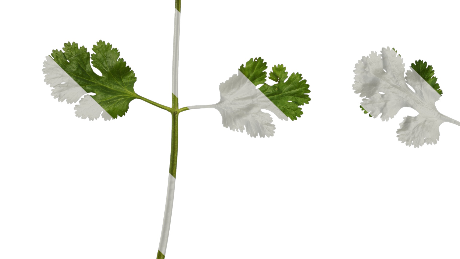 Anydrafts Coriandrum sativum Atlas 02 Texture_5