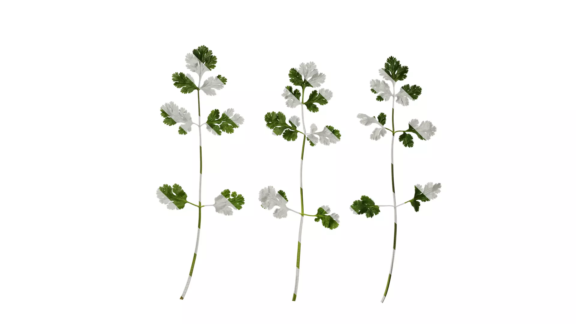 Anydrafts Coriandrum sativum Atlas 02 Texture_0