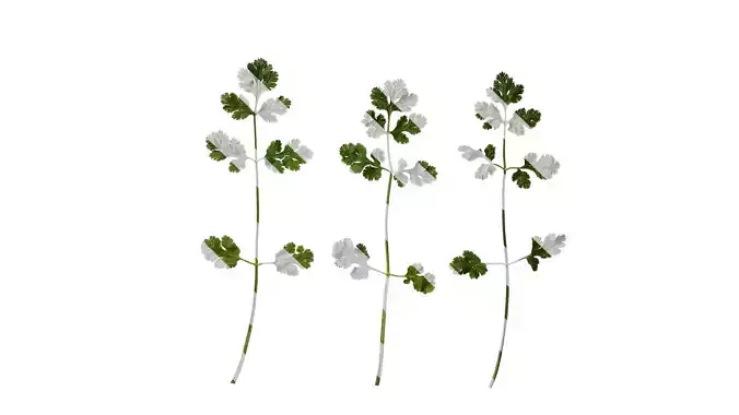 Anydrafts Coriandrum sativum Atlas 02