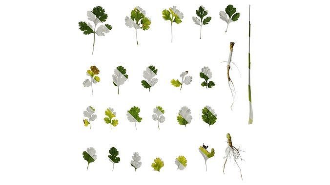 Anydrafts Coriandrum sativum Atlas 03 Texture