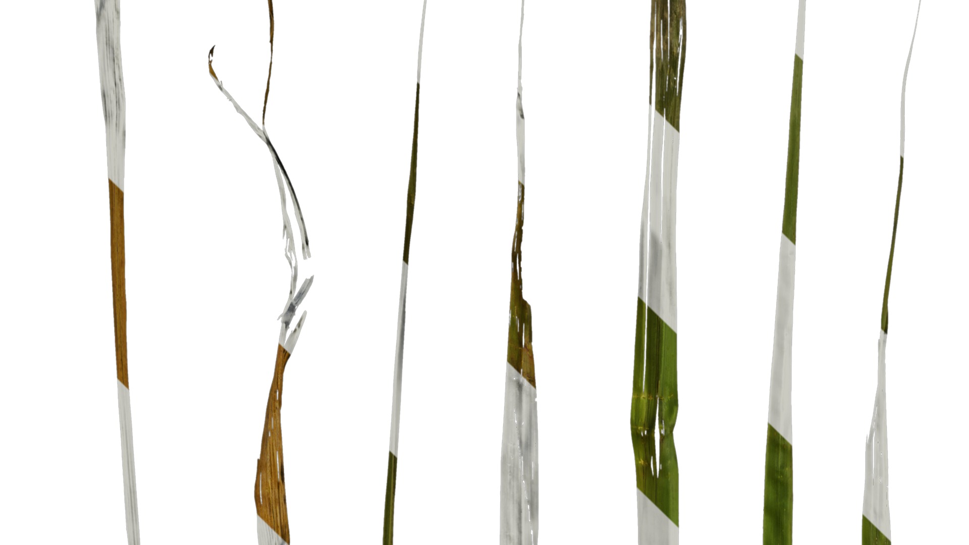 Anydrafts Cymbopogon citratus Leaf 01 Texture_1