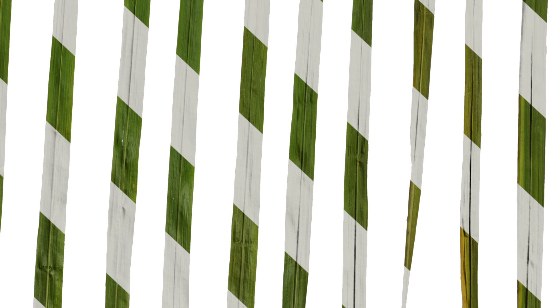 Anydrafts Cymbopogon citratus Leaf 01 Texture_6