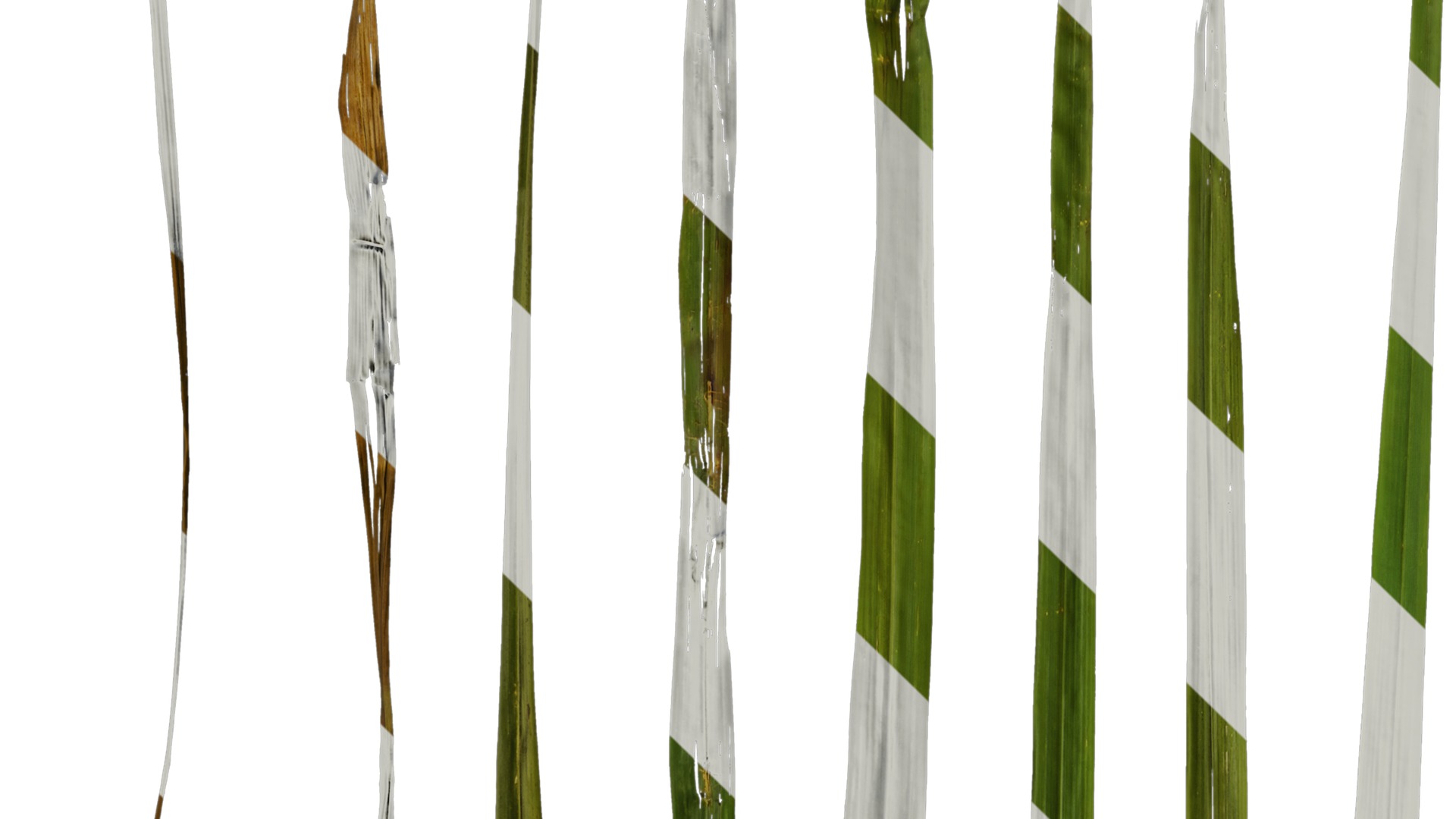 Anydrafts Cymbopogon citratus Leaf 01 Texture_3