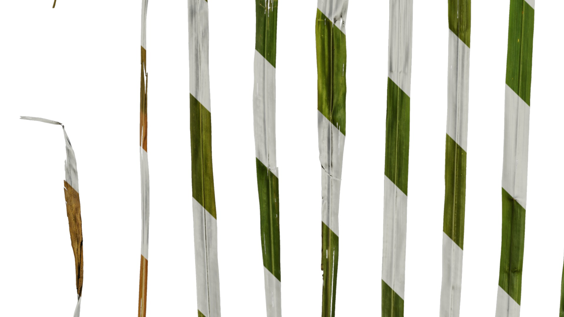 Anydrafts Cymbopogon citratus Leaf 01 Texture_5