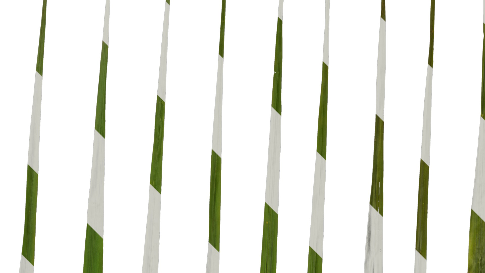 Anydrafts Cymbopogon citratus Leaf 01 Texture_2