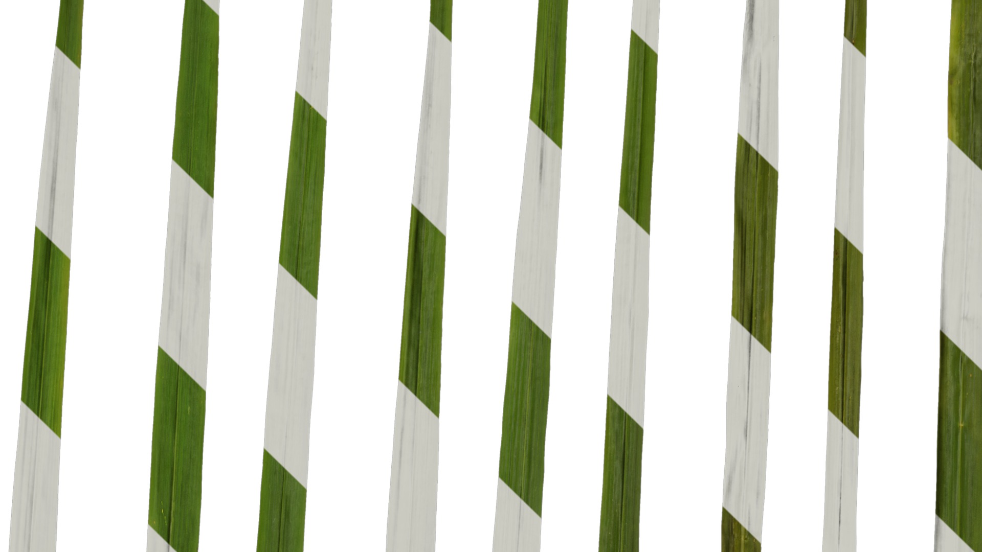 Anydrafts Cymbopogon citratus Leaf 01 Texture_4