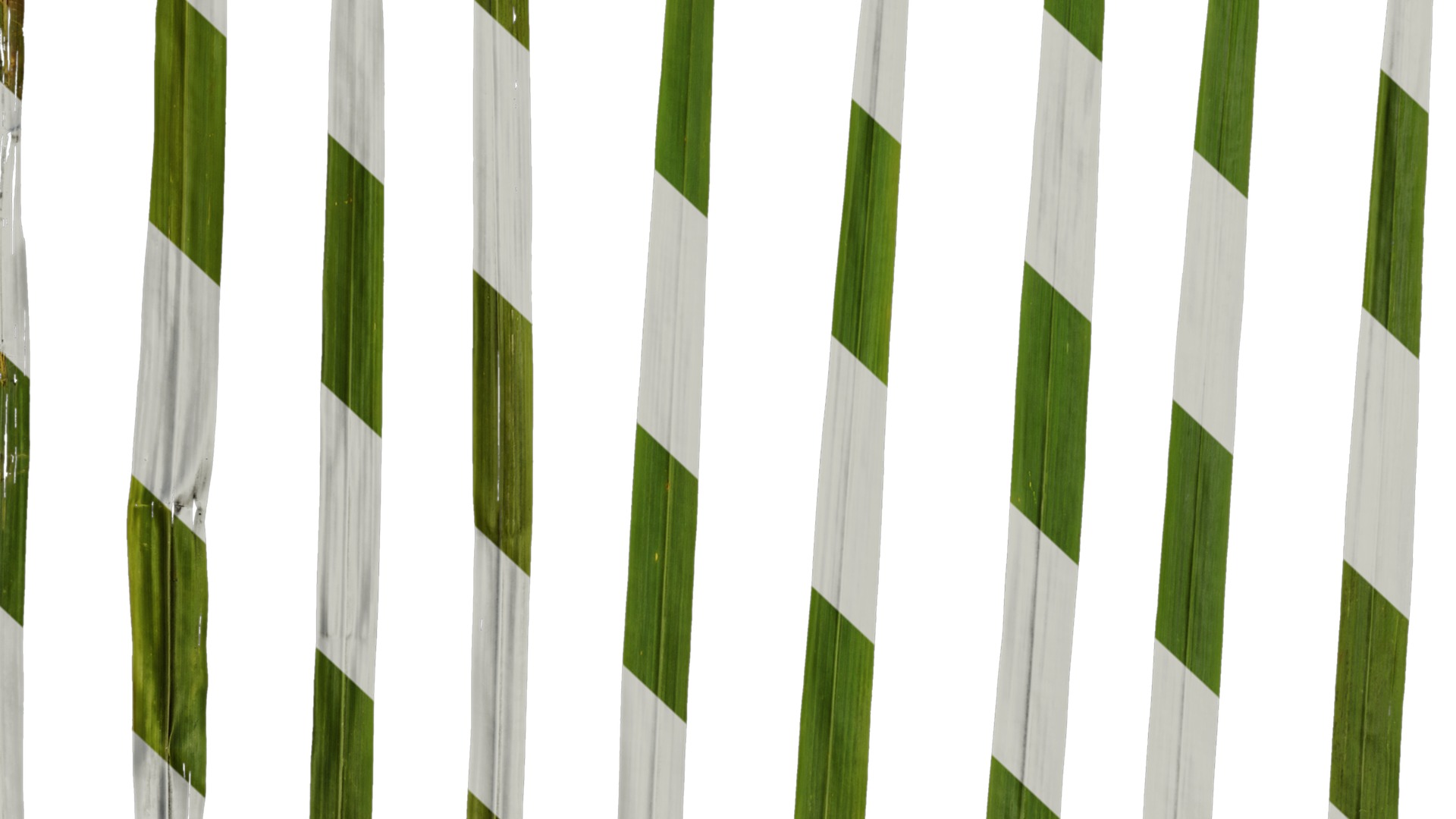 Anydrafts Cymbopogon citratus Leaf 01 Texture_7