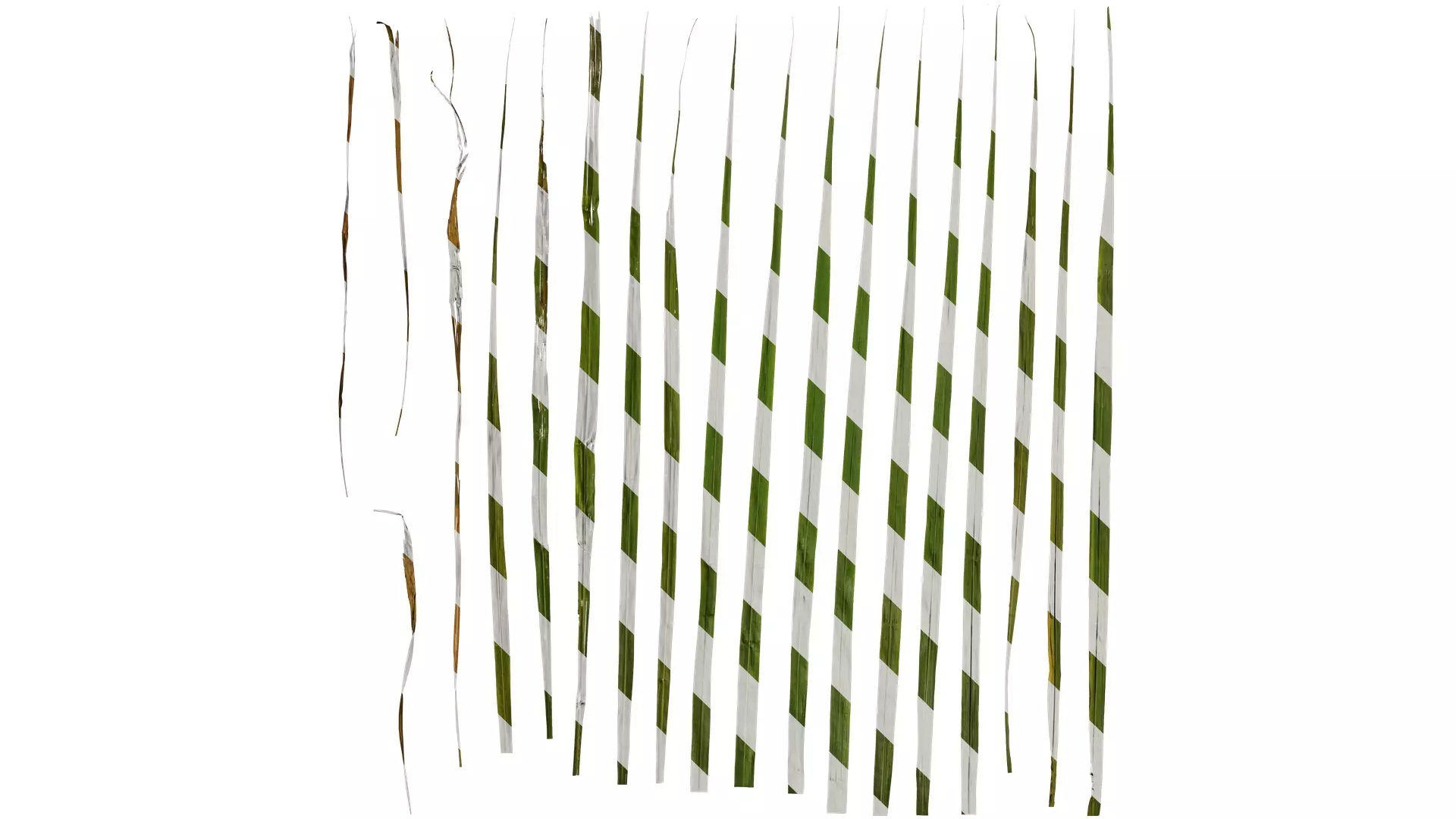 Anydrafts Cymbopogon citratus Leaf 01 Texture_0