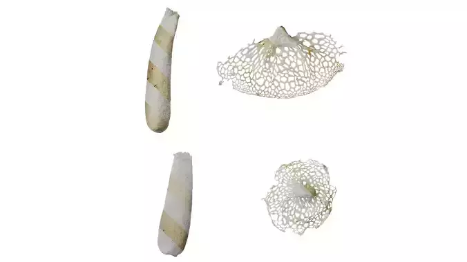 Anydrafts Dictyophora indusiata Atlas 02 Texture