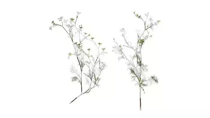 Anydrafts Foeniculum vulgare Atlas 06