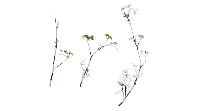 Anydrafts Foeniculum vulgare Atlas 07