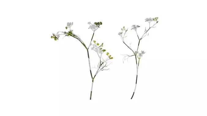 Anydrafts Foeniculum vulgare Atlas 08