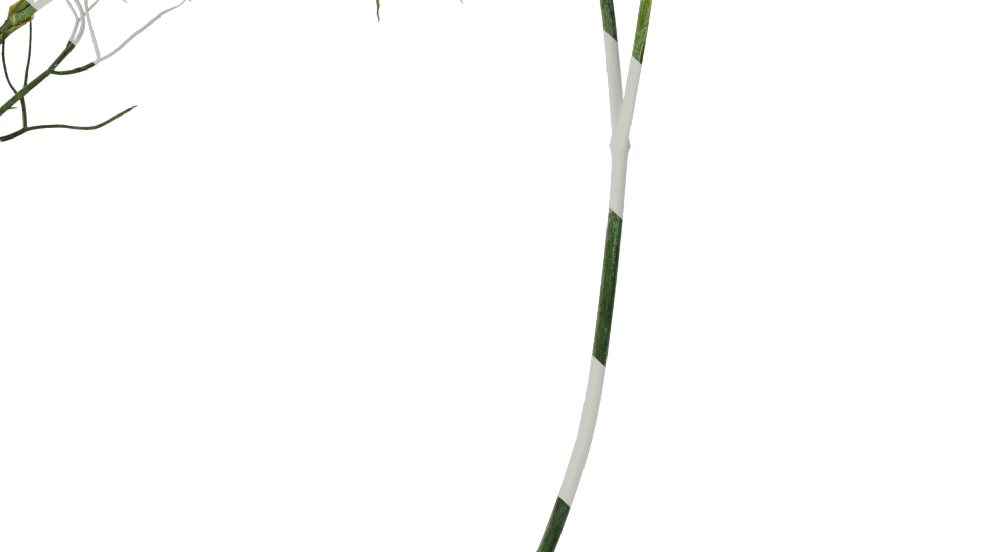 Anydrafts Foeniculum vulgare Atlas 08 Texture_5