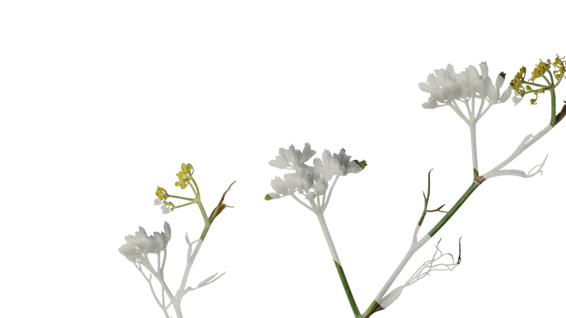 Anydrafts Foeniculum vulgare Atlas 08 Texture_1